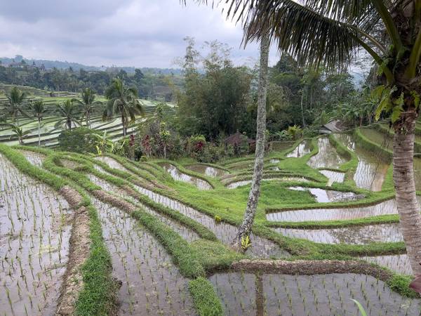 Bali